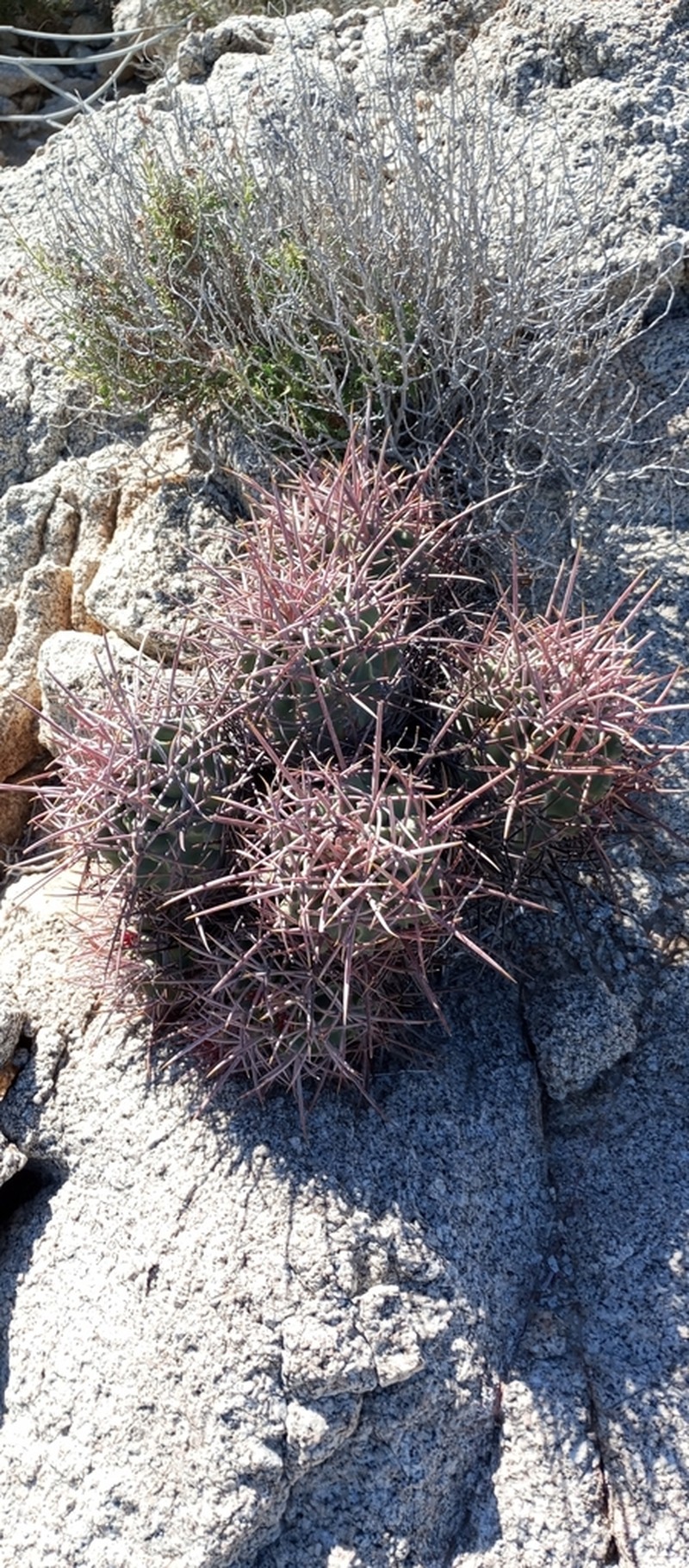Cottontop Cactus photo 3