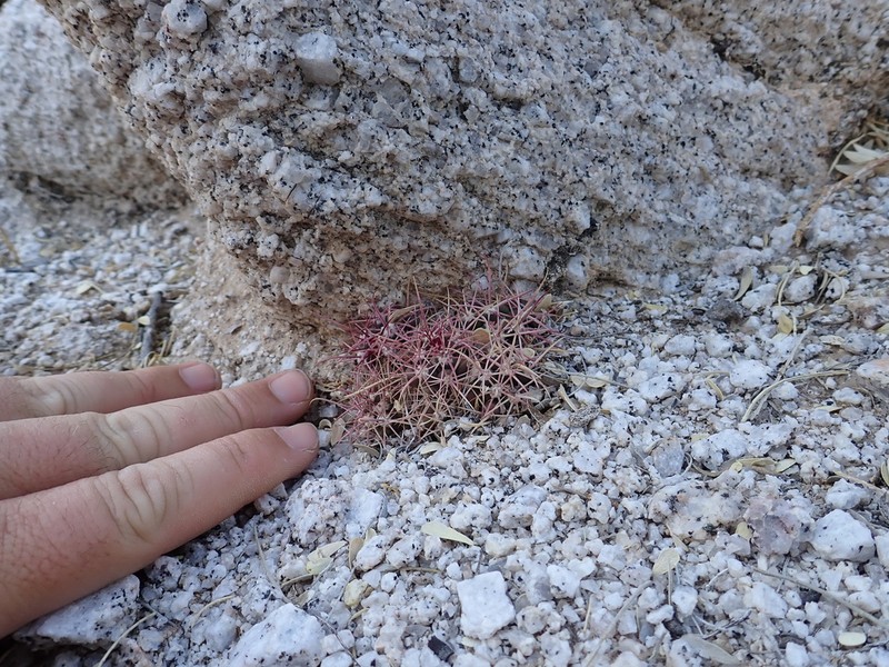 Cottontop Cactus photo 4