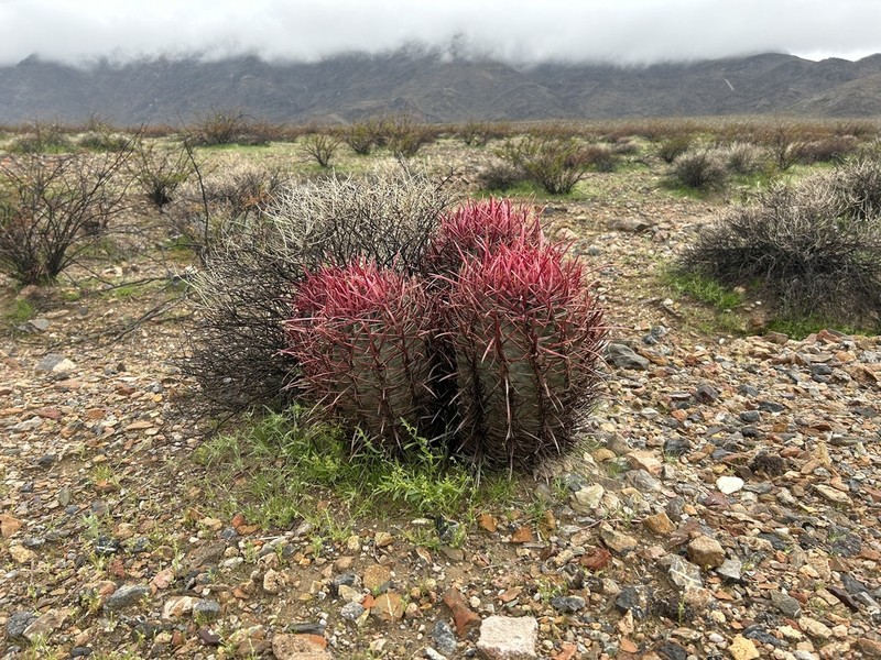 Cottontop Cactus photo 5