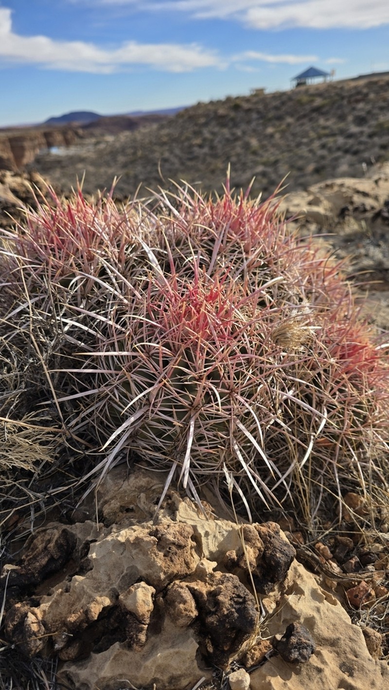 Cottontop Cactus photo 6