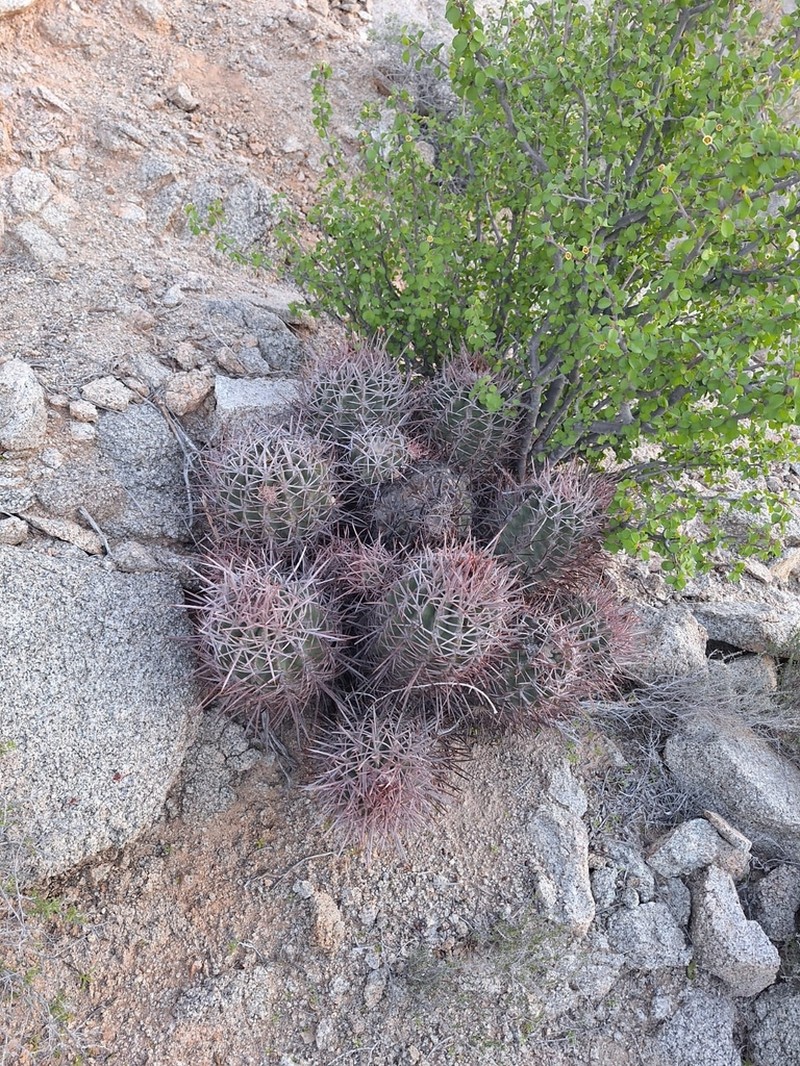 Cottontop Cactus photo 7