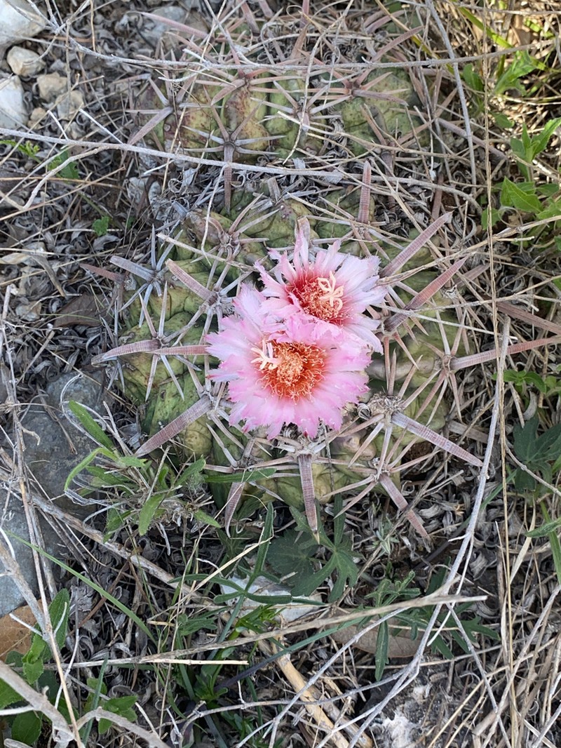 Horse Crippler