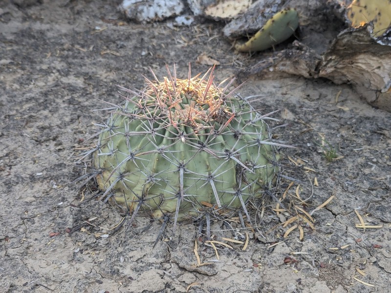Horse Crippler photo 2