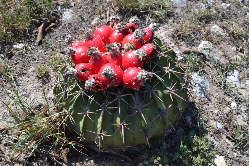 Horse Crippler photo 3