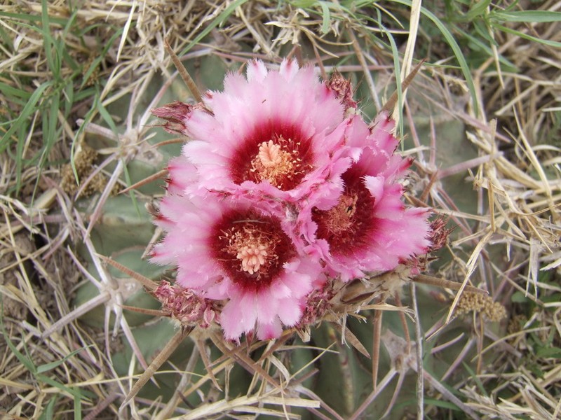 Horse Crippler photo 4