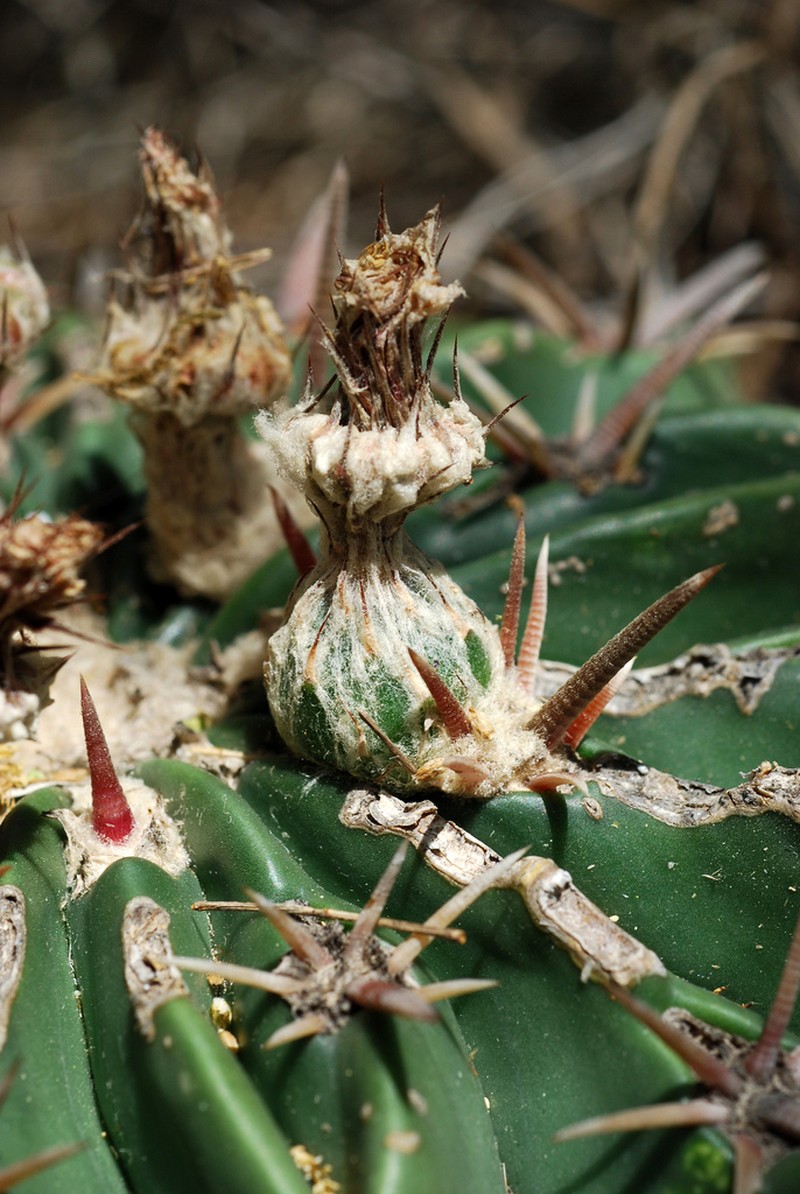 Horse Crippler photo 5