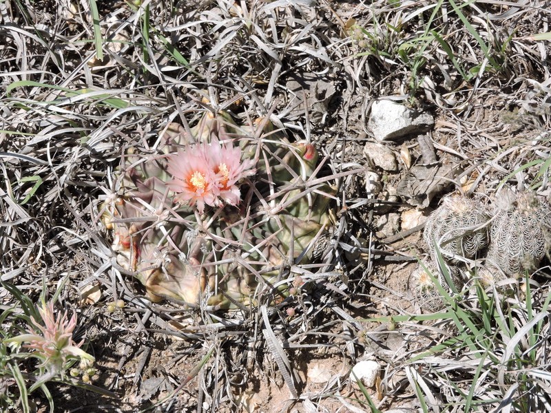 Horse Crippler photo 6