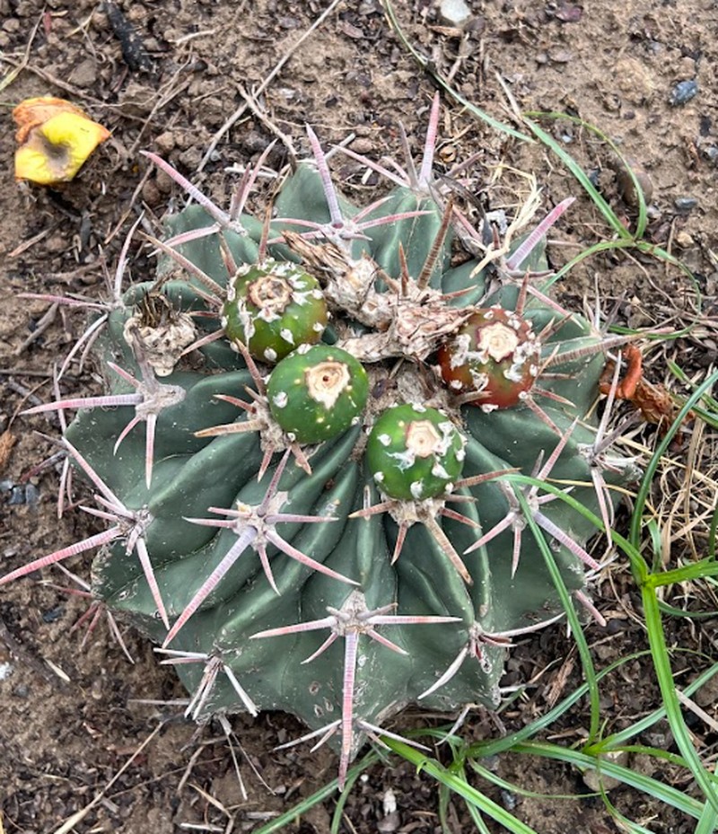 Horse Crippler photo 7
