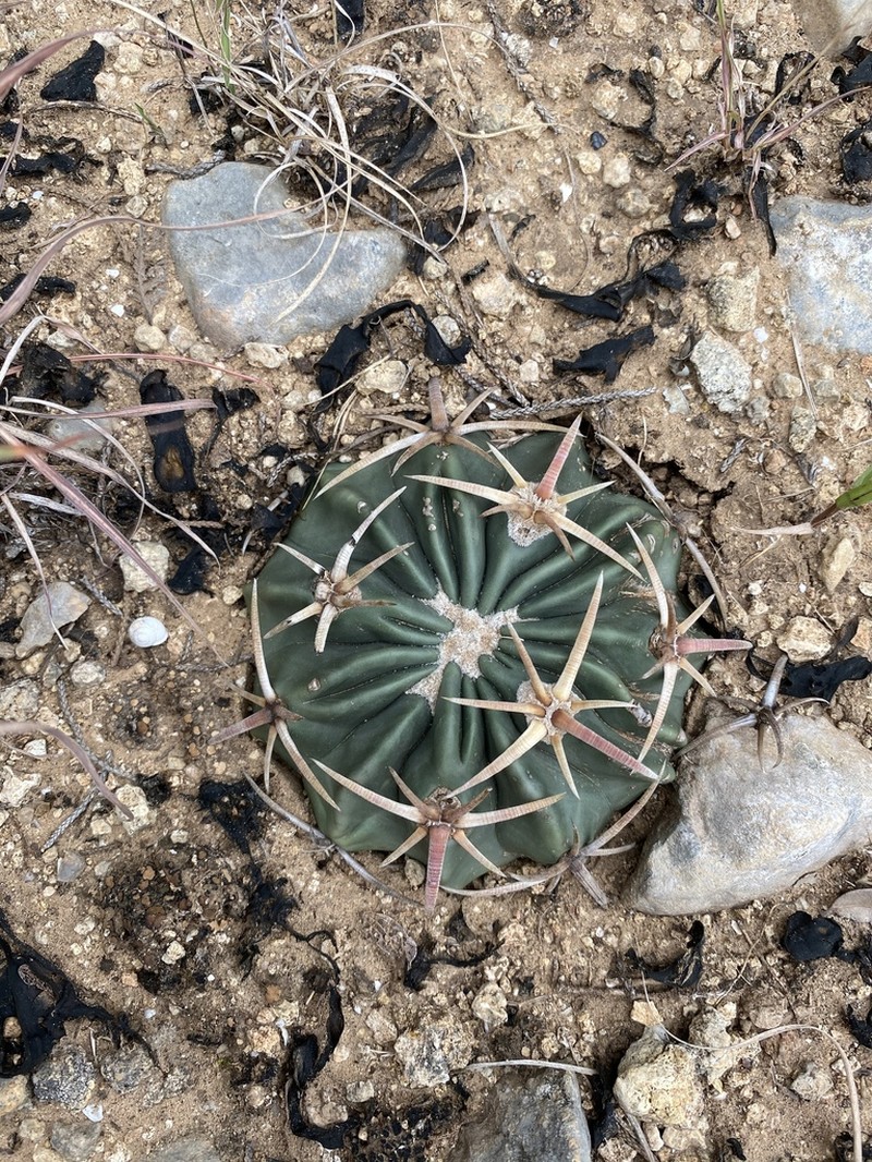Horse Crippler photo 8