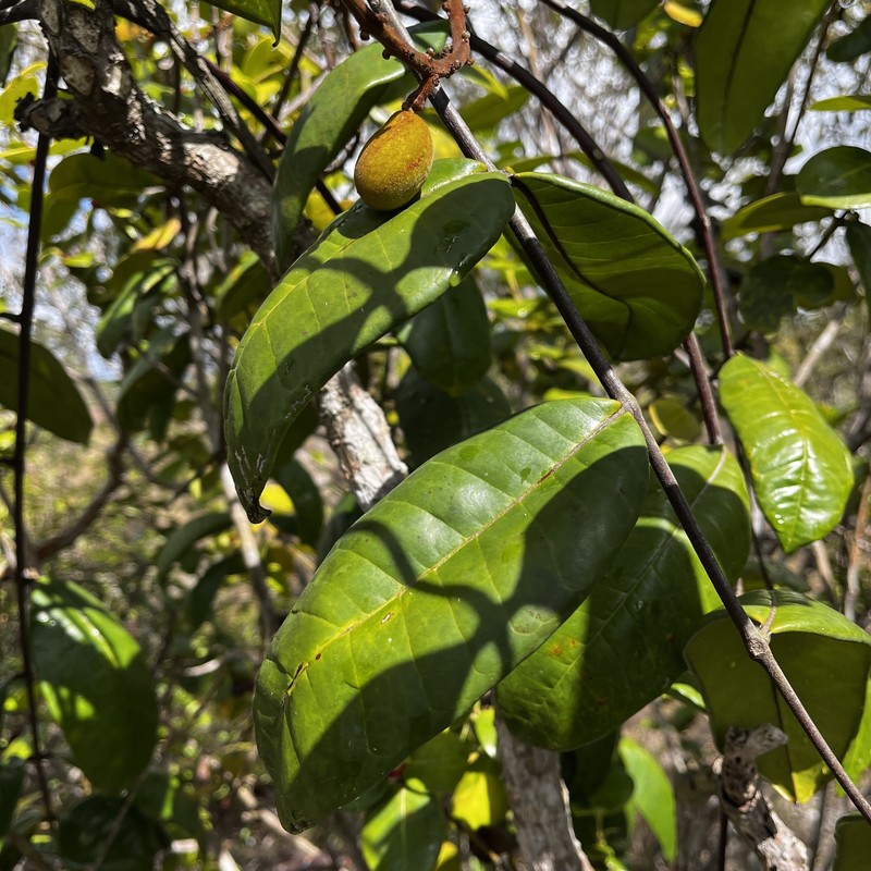 Homalolepis arenaria photo 4