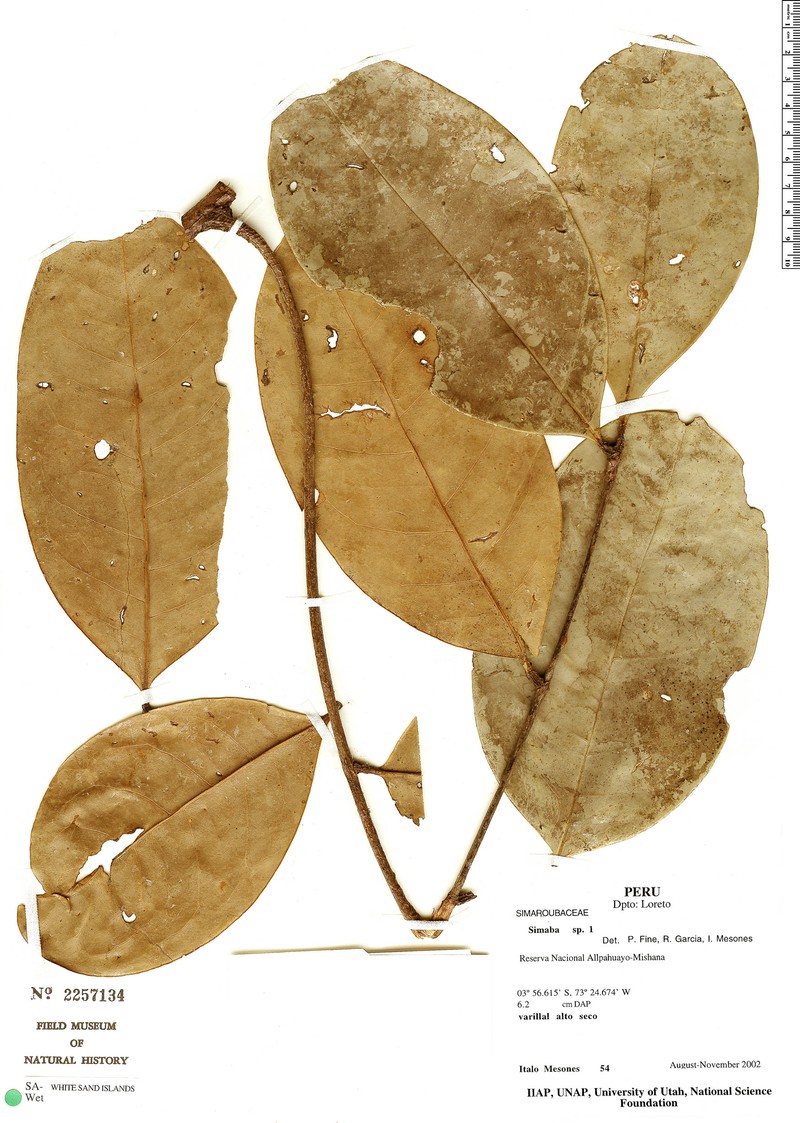 Homalolepis cavalcantei