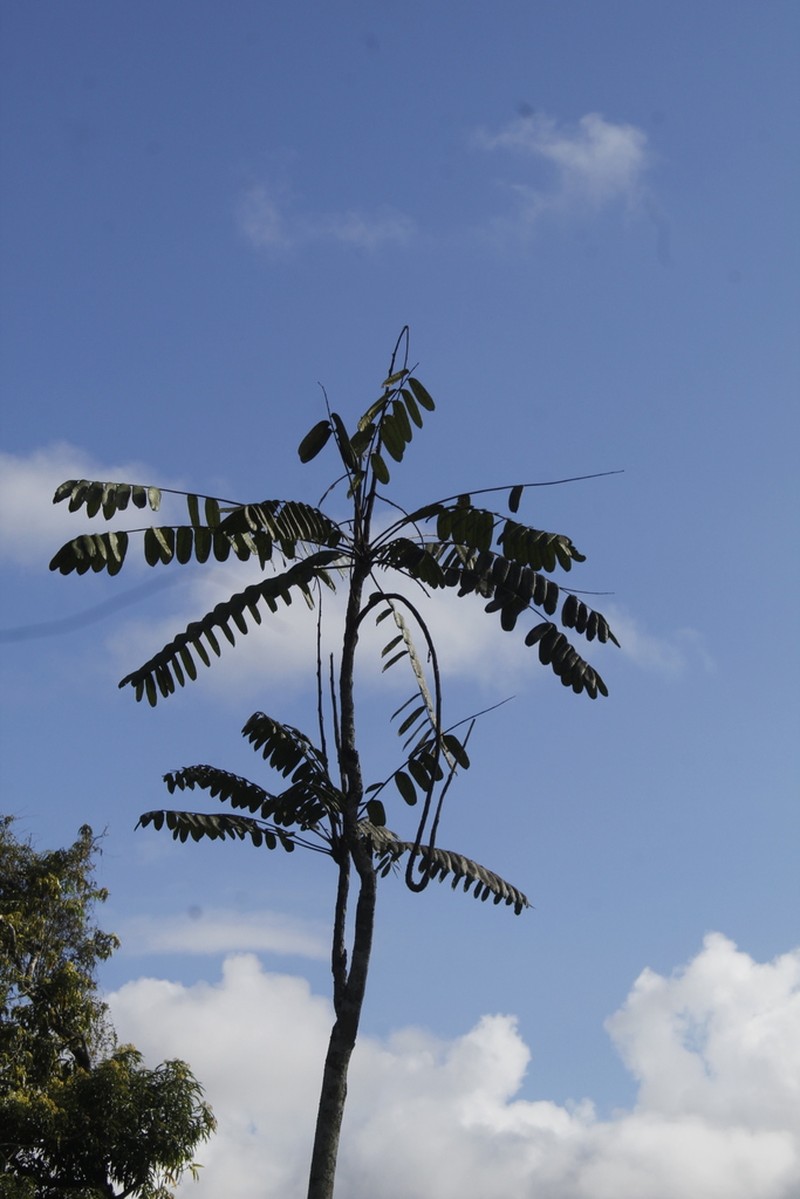 Homalolepis cedron photo 3