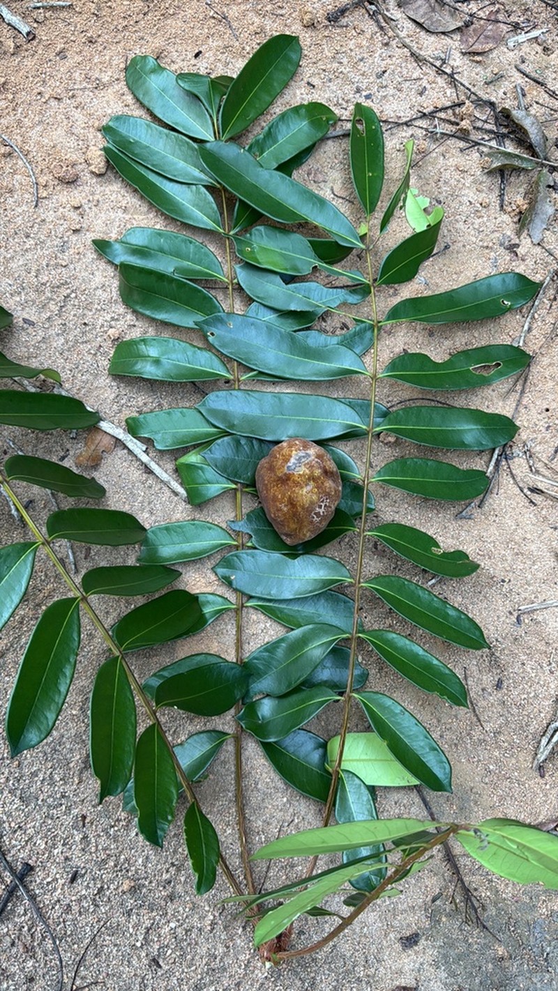 Homalolepis cedron photo 4