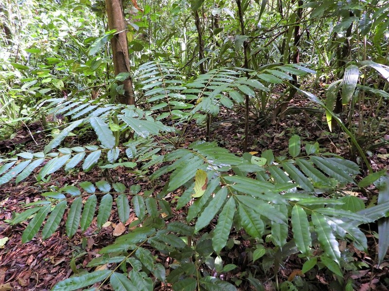 Homalolepis cedron photo 5