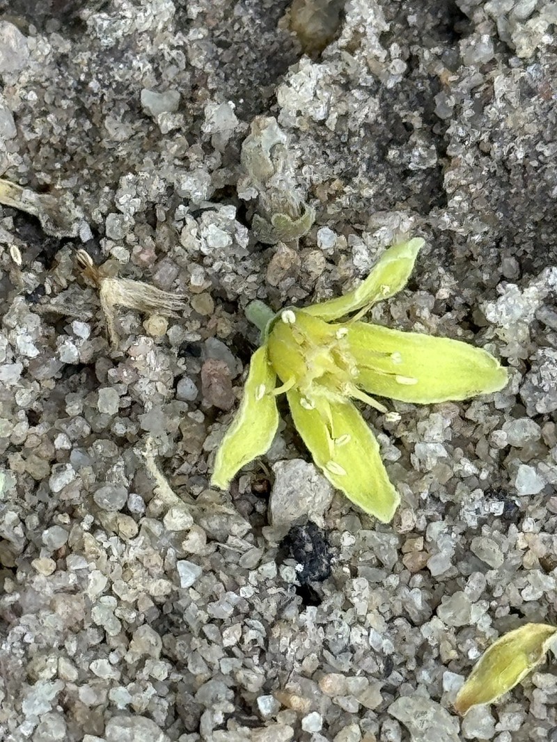 Homalolepis cuneata
