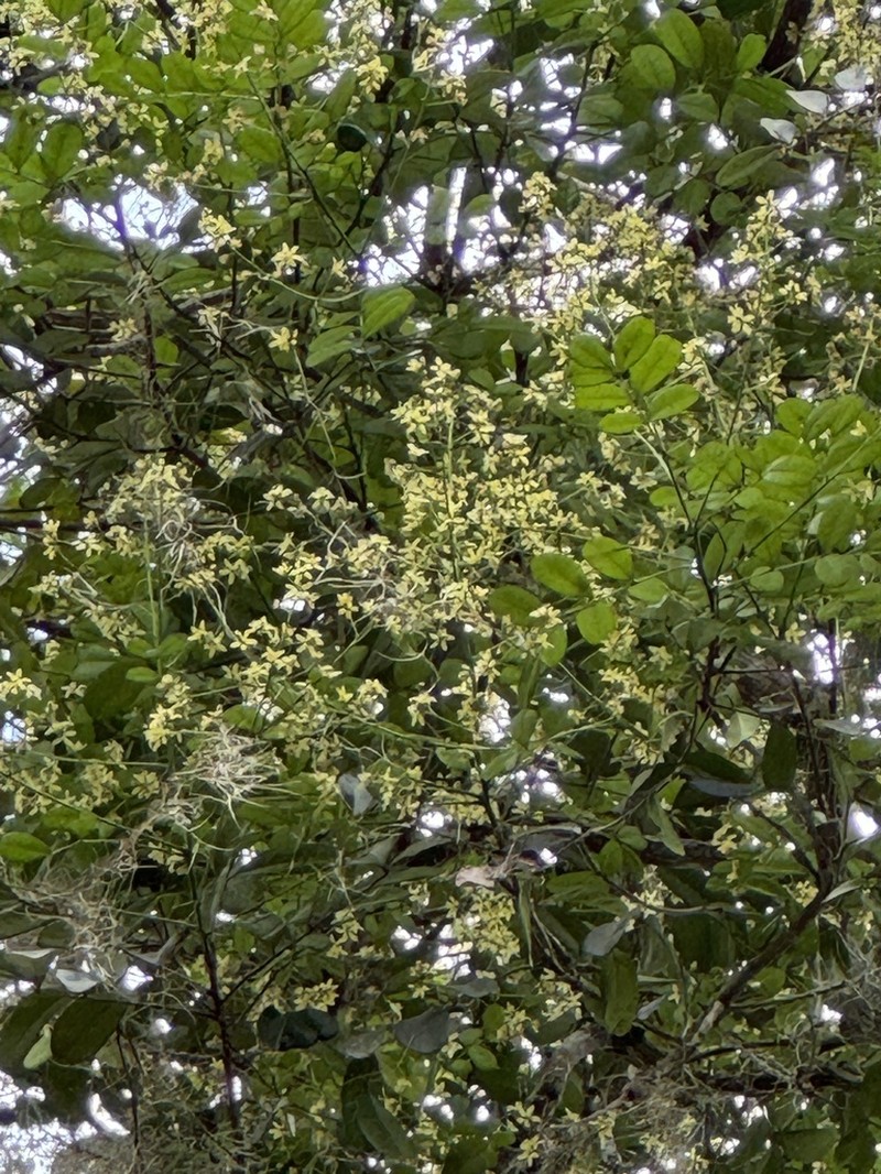 Homalolepis cuneata photo 3