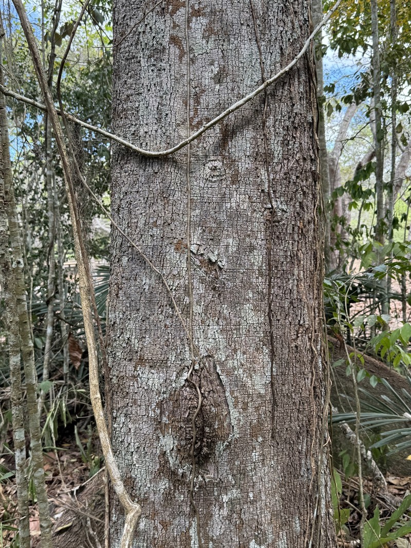 Homalolepis cuneata photo 6