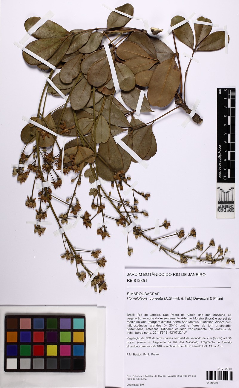 Homalolepis cuneata photo 7