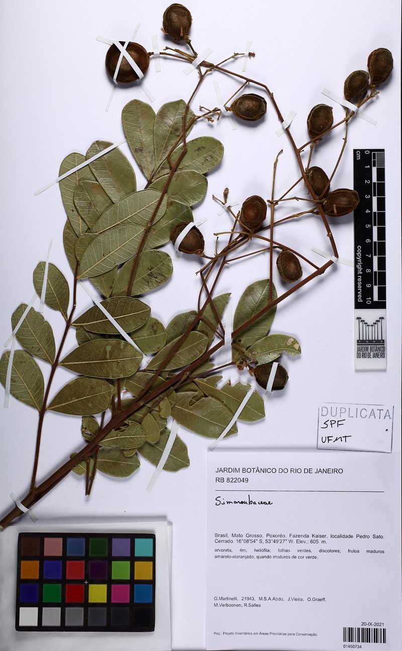 Homalolepis ferruginea photo 5