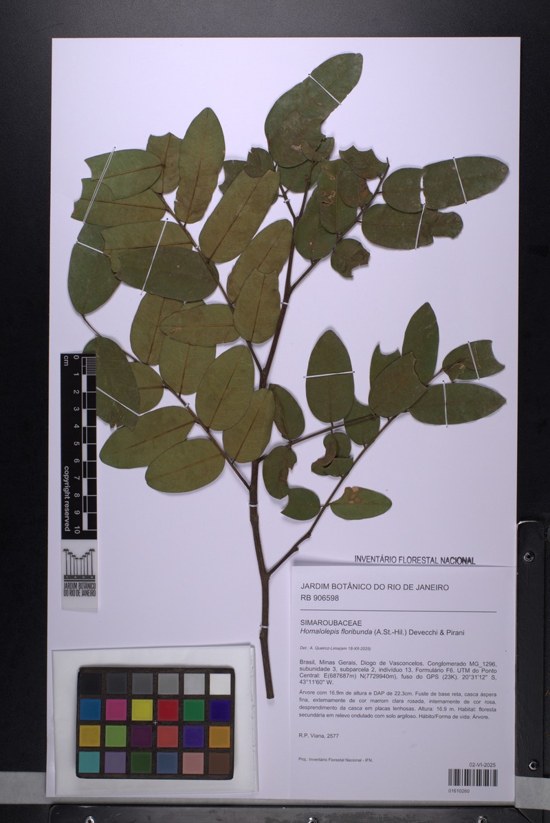 Homalolepis floribunda