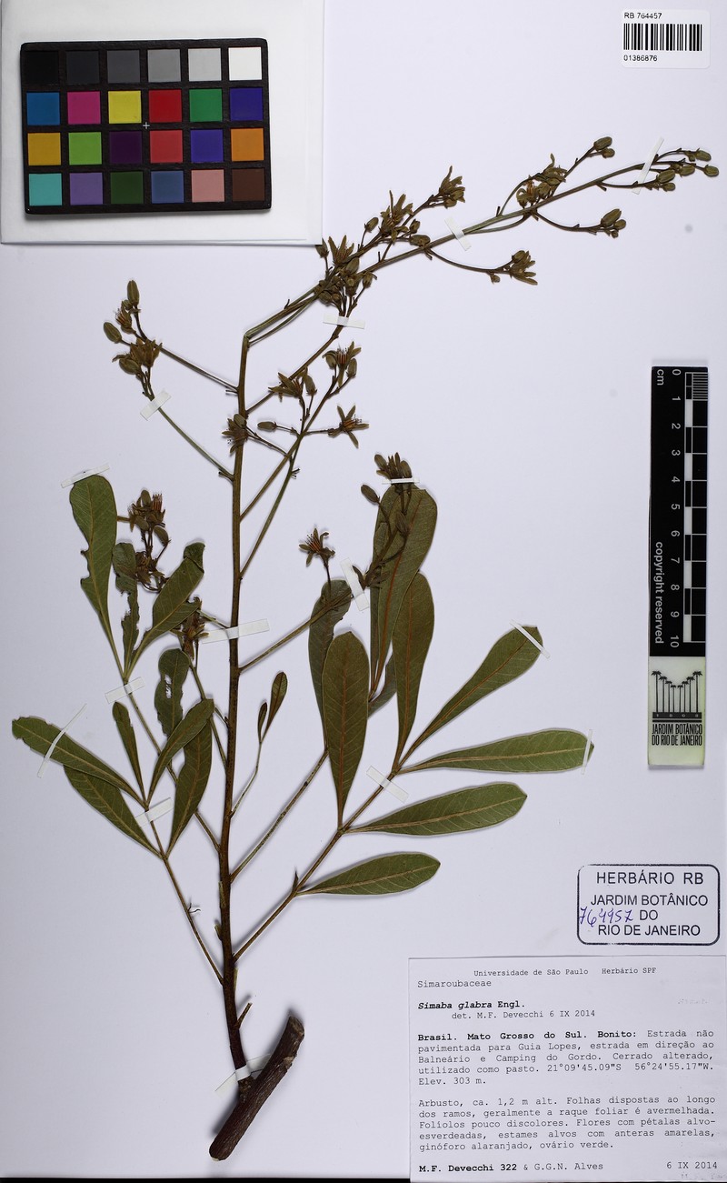 Homalolepis glabra