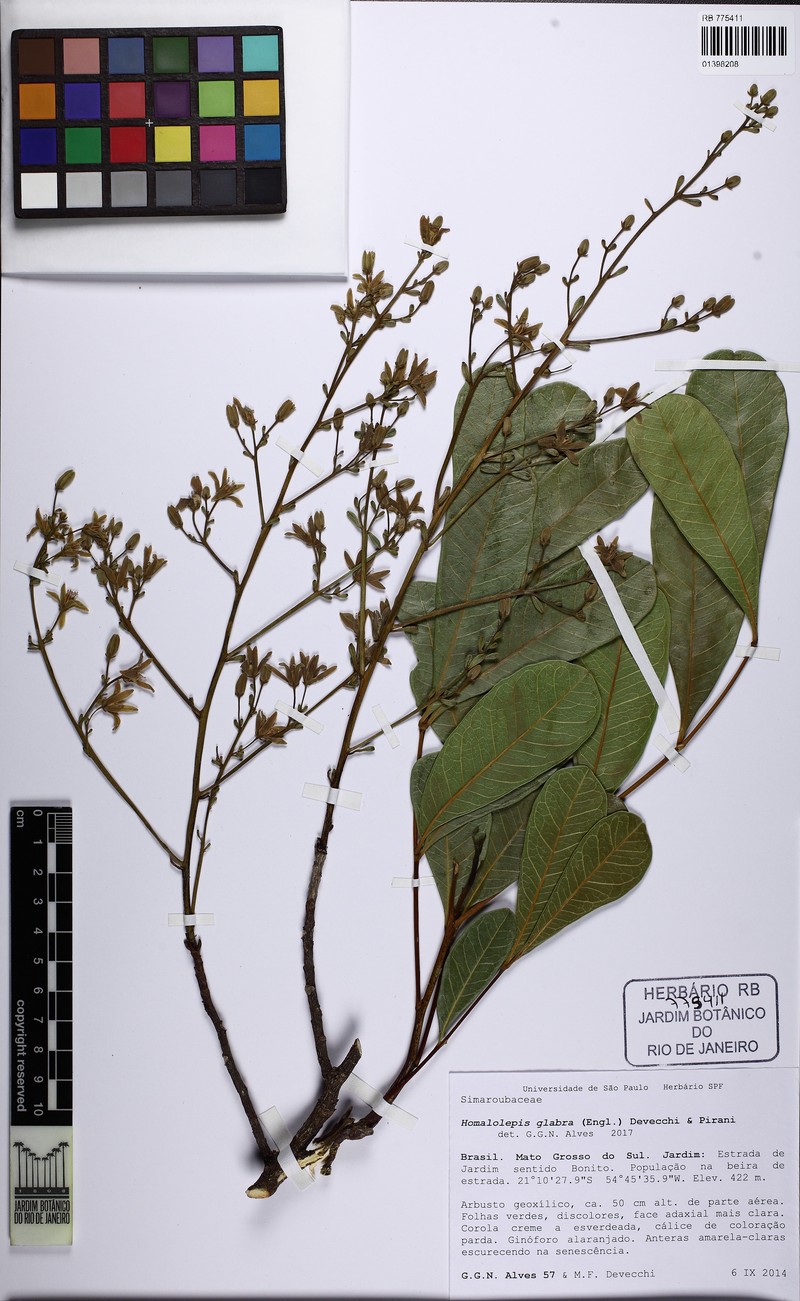 Homalolepis glabra photo 2