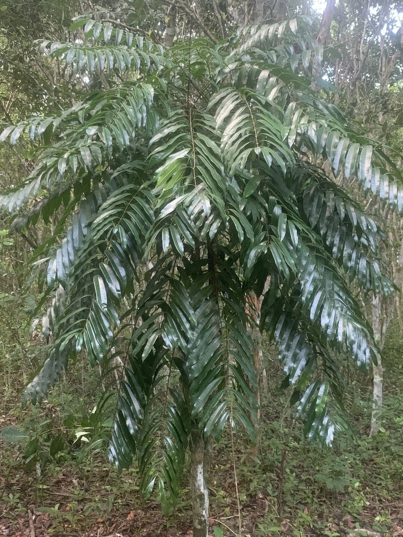 Homalolepis insignis photo 2