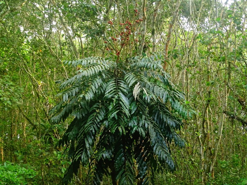 Homalolepis insignis photo 3