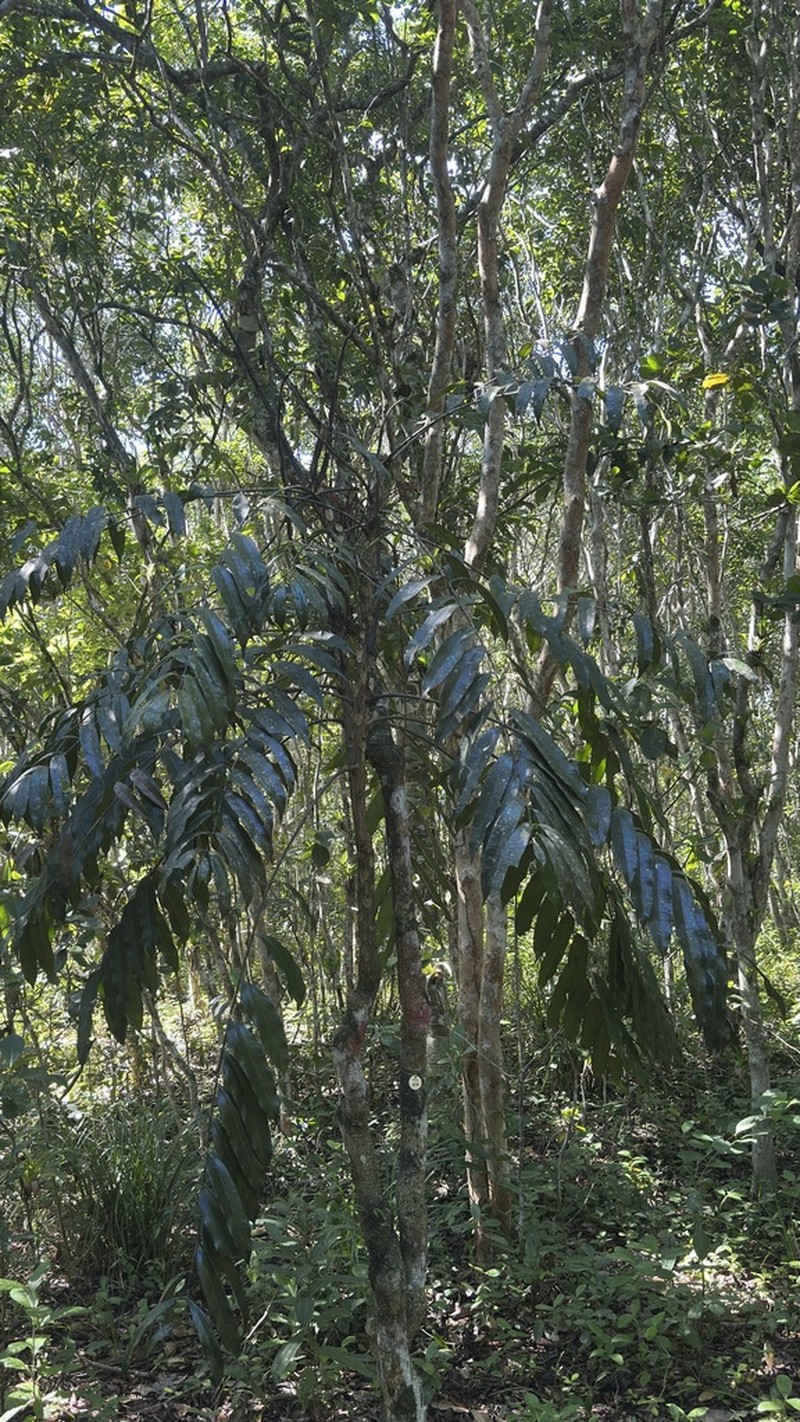 Homalolepis insignis photo 5