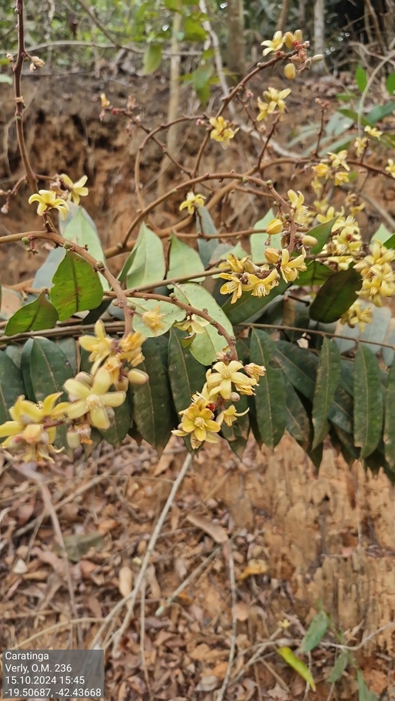 Homalolepis insignis photo 8