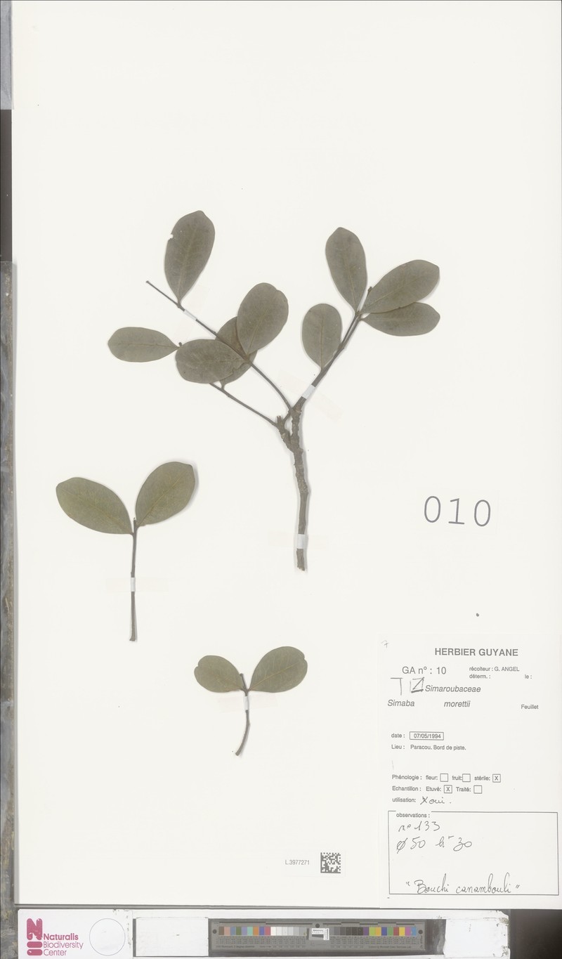Homalolepis morettii photo 2