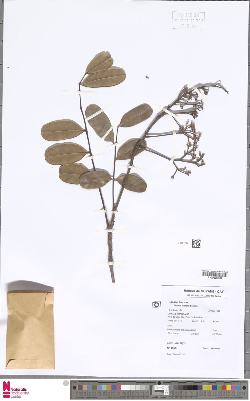 Homalolepis morettii photo 3