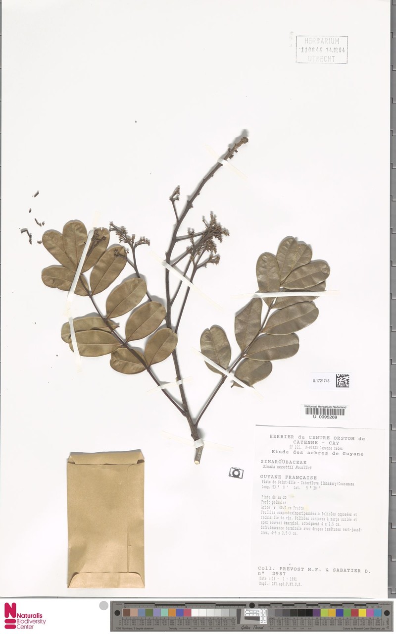 Homalolepis morettii photo 4