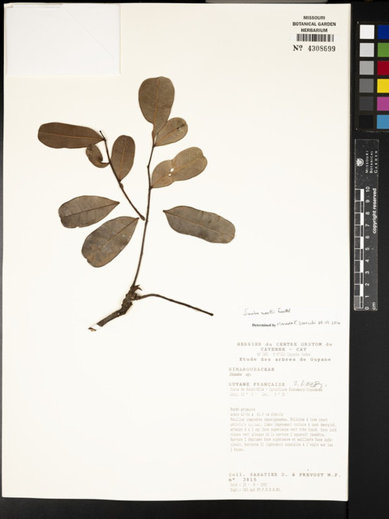 Homalolepis morettii photo 5