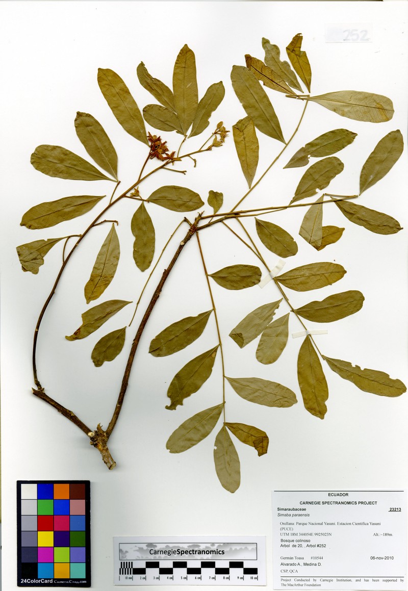 Homalolepis paraensis