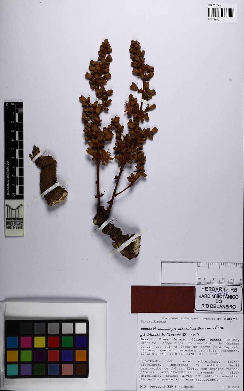 Homalolepis planaltina