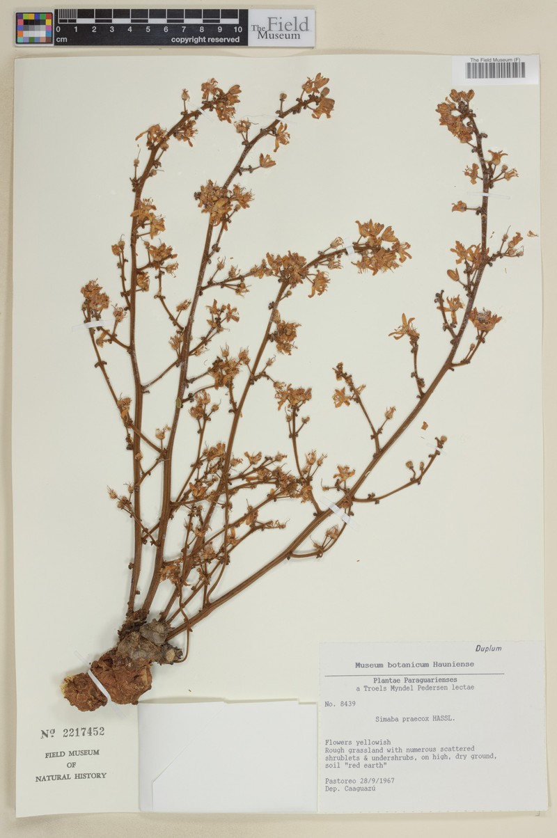 Homalolepis praecox