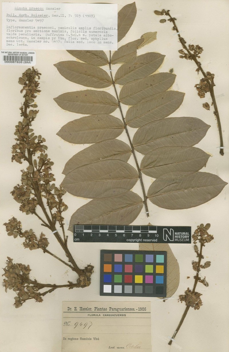 Homalolepis praecox photo 2