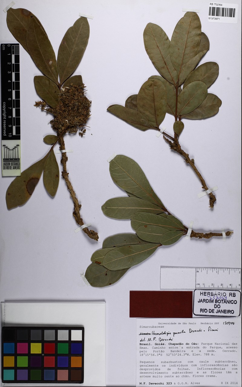 Homalolepis pumila