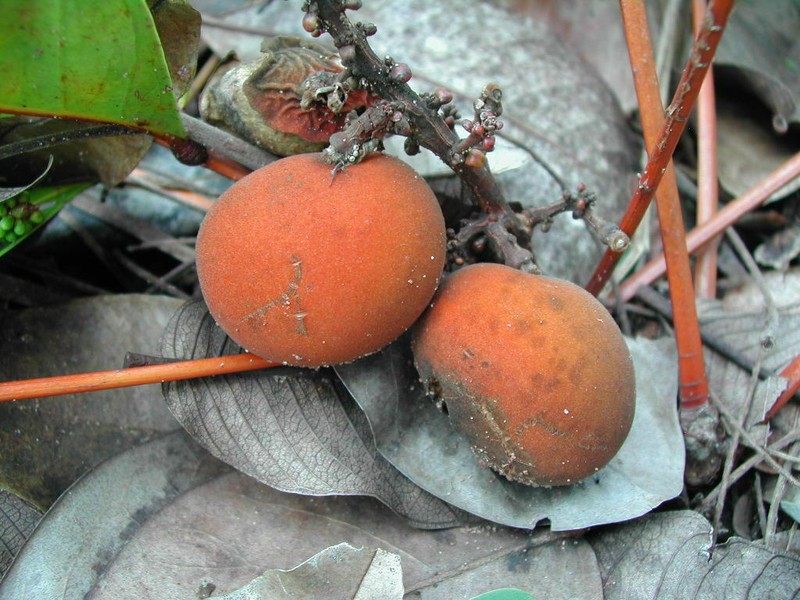 Homalolepis salubris