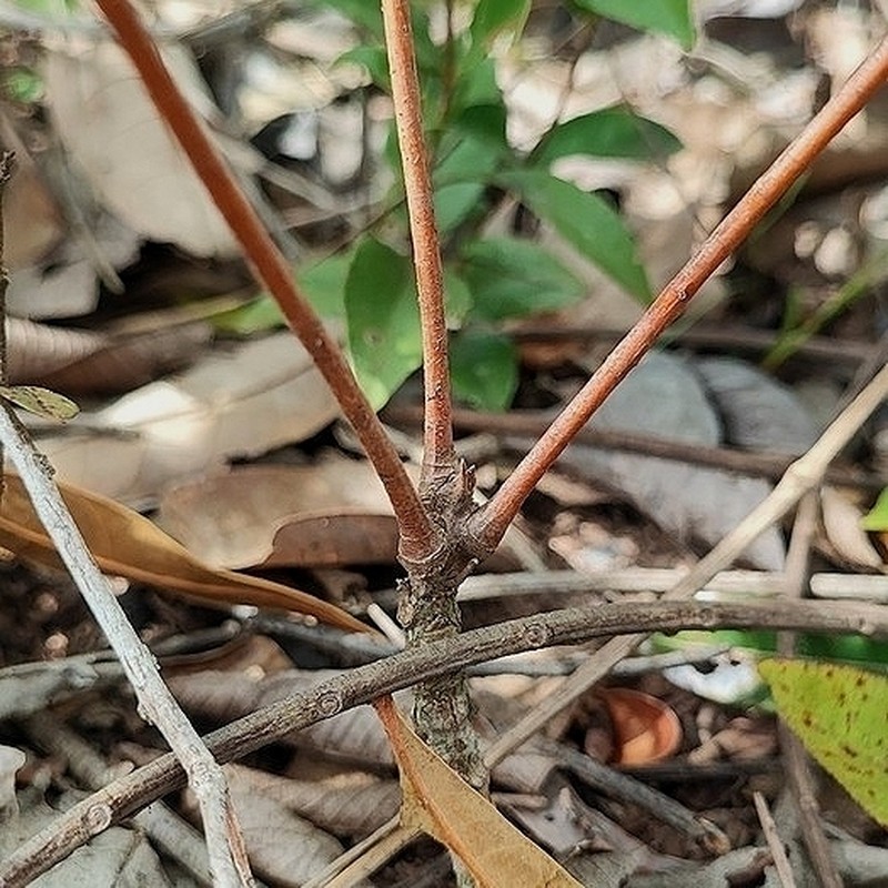Homalolepis salubris photo 6