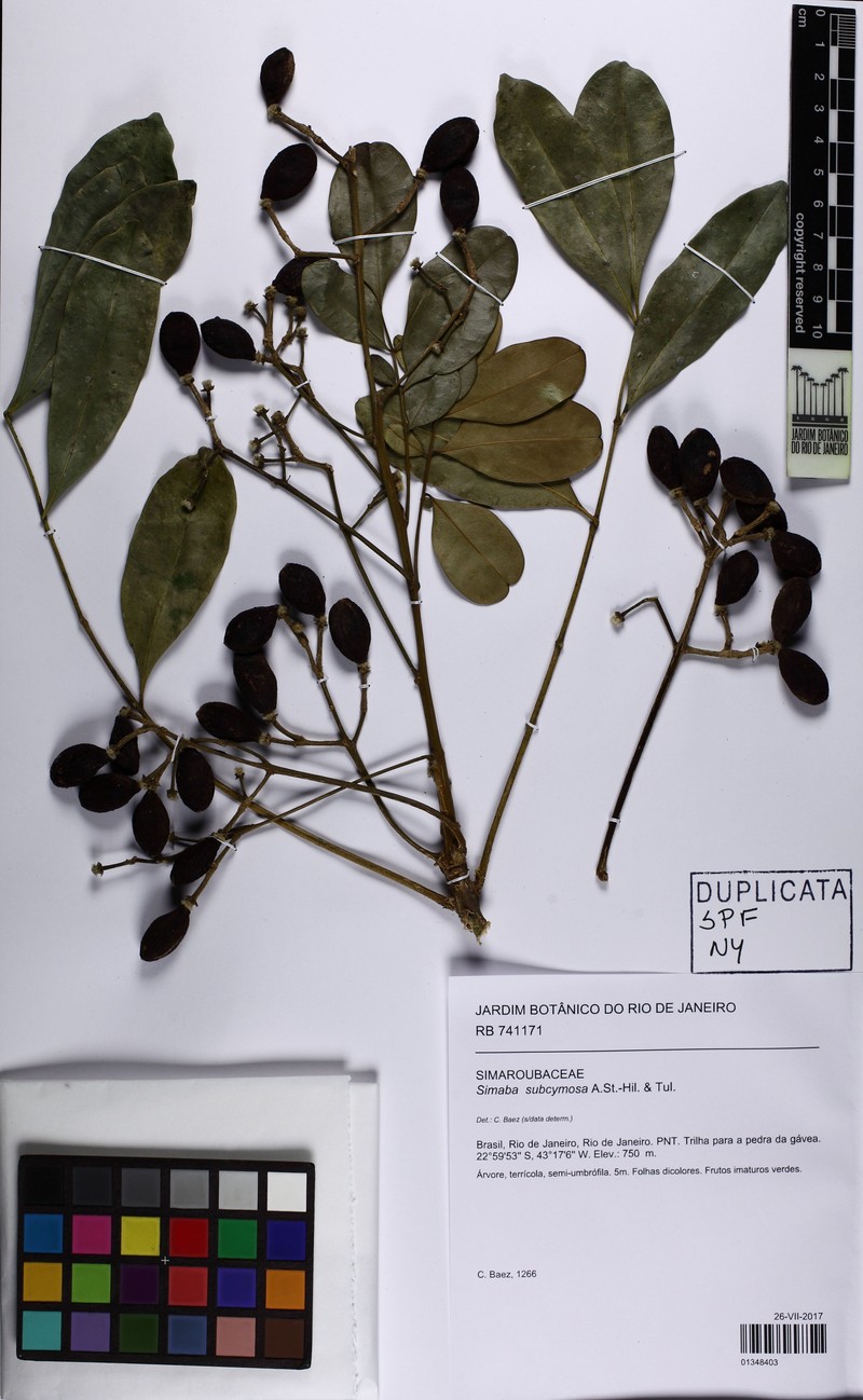 Homalolepis subcymosa photo 3