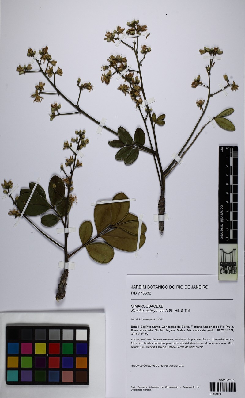 Homalolepis subcymosa photo 4