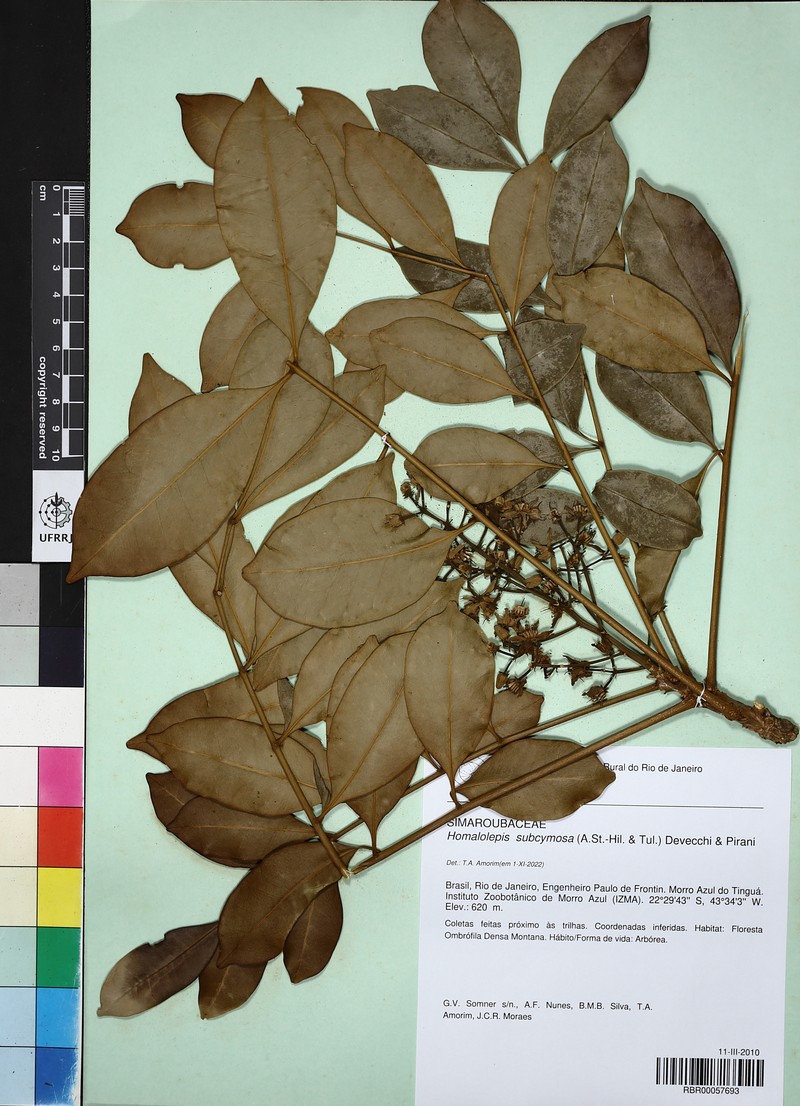 Homalolepis subcymosa photo 5