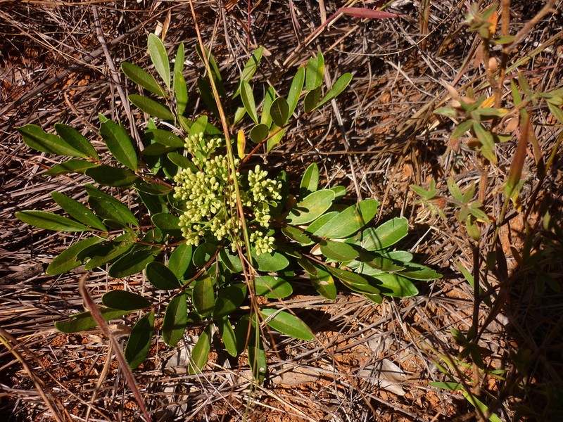 Homalolepis suffruticosa photo 2