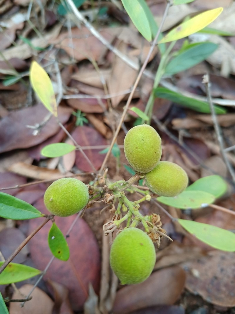Homalolepis suffruticosa photo 3
