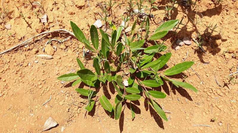 Homalolepis suffruticosa photo 4