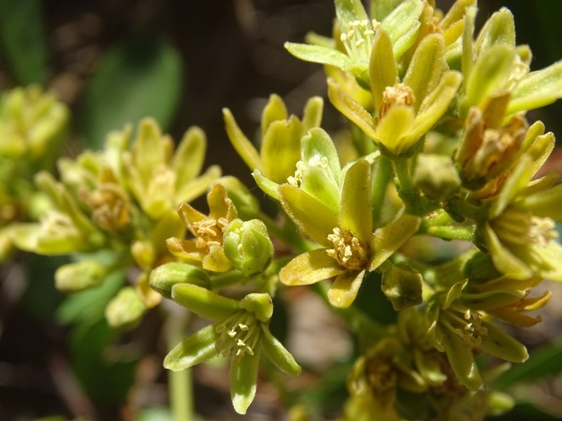 Homalolepis suffruticosa photo 6