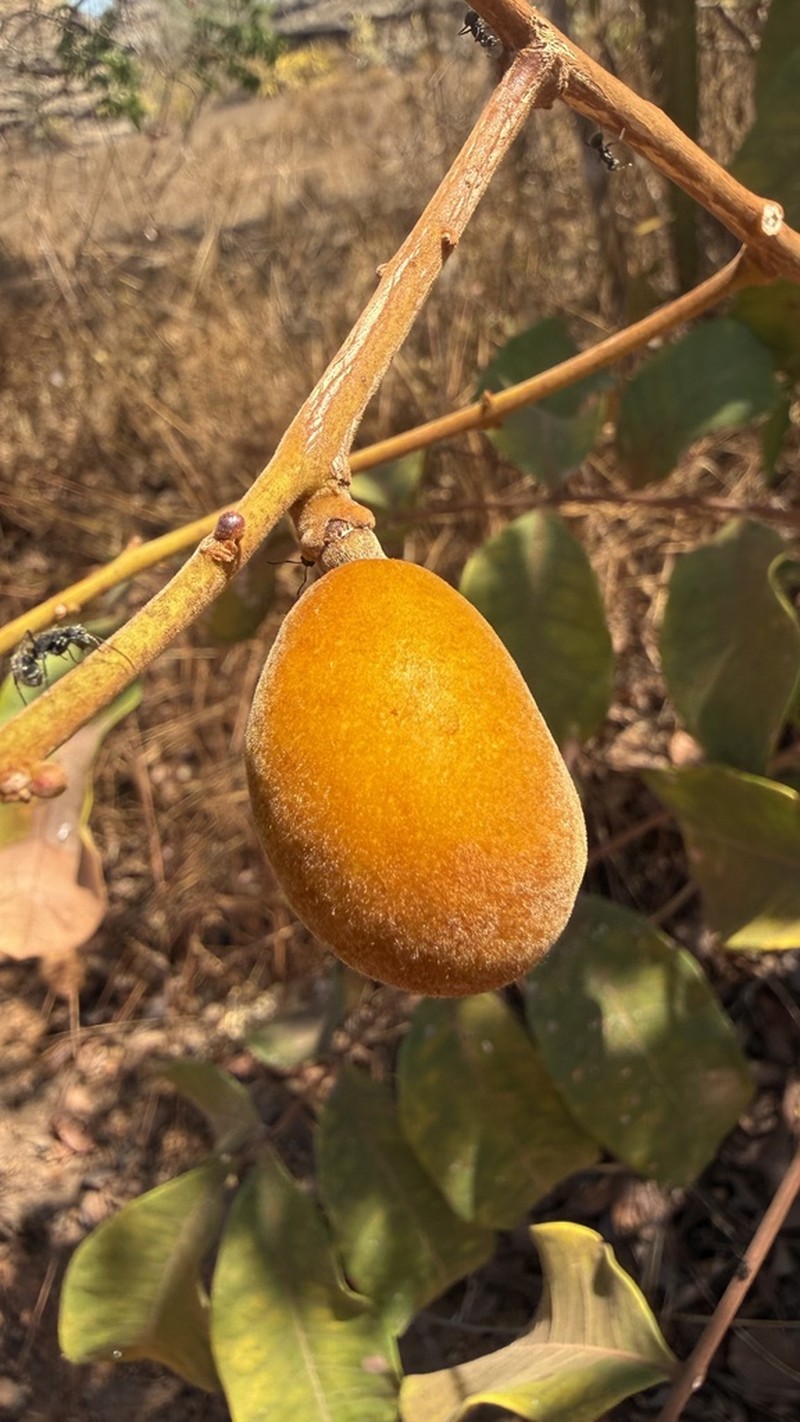 Homalolepis trichilioides photo 8