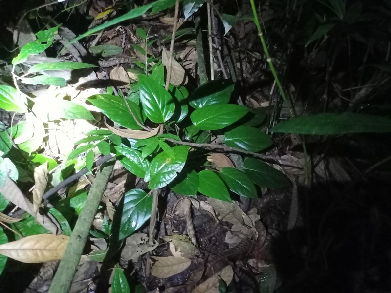 Homalomena nathanielii